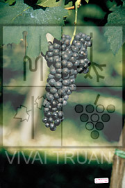 Foto di un grappolo d'uva di Lambrusco Salamino R5